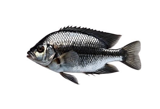 Meat, Fish & Vegetables